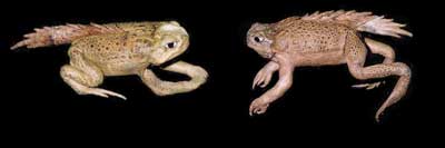 2 prehistoric toads