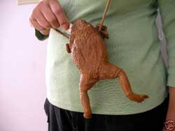 Toad Purse with 4 Legs