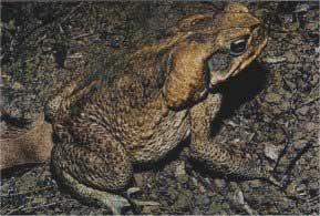 Cane Toad Taxidermy Australia